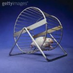 Rat on an exercise wheel