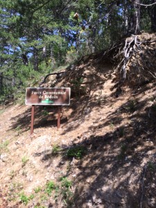 The forest of Ventoux