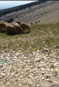 Sheep on Ventoux